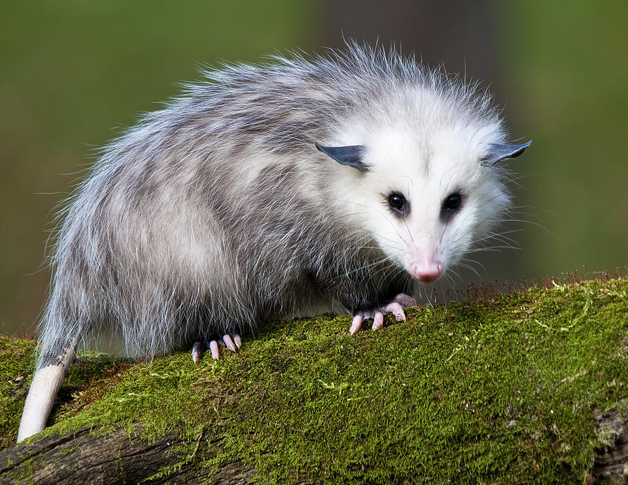 Cool Opossum