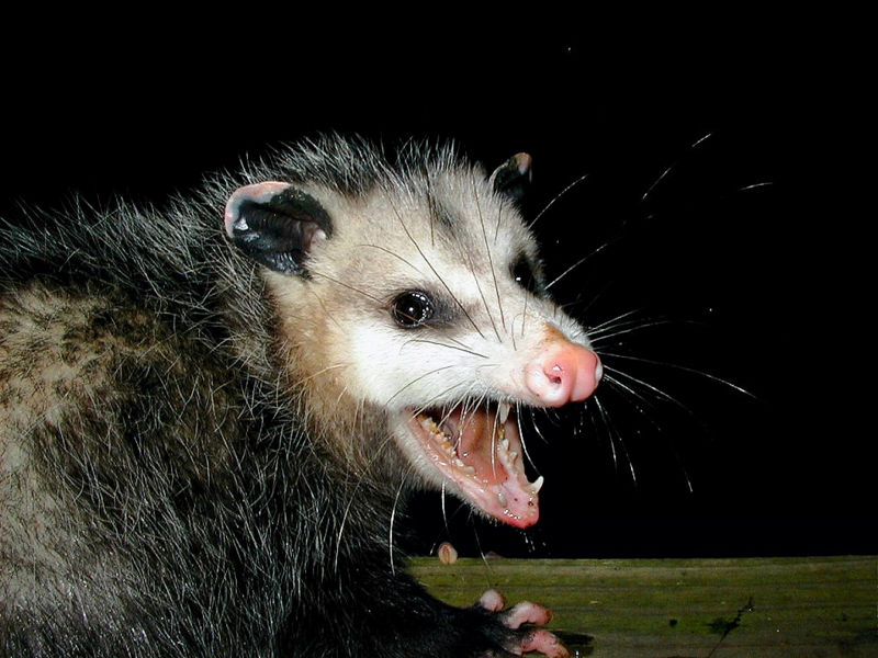 Photo Opossum