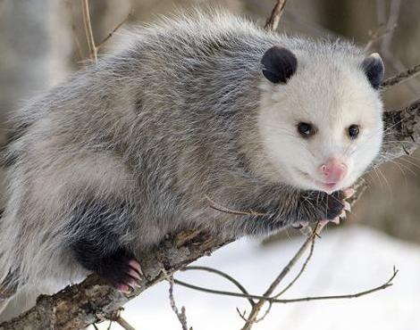 Opossum photo 