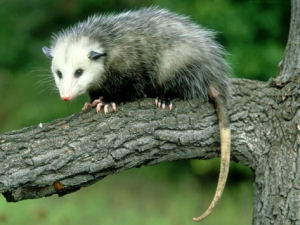 Opossum wallpaper
