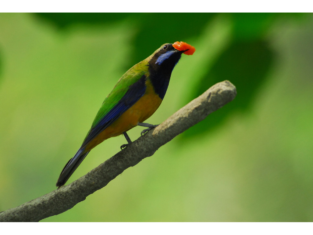 Orange-bellied leafbird