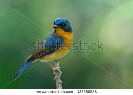 Orange-breasted blue flycatcher