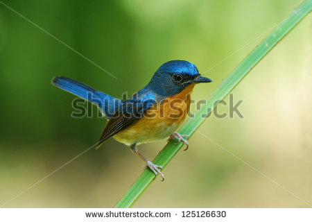 Pretty Orange-breasted blue flycatcher