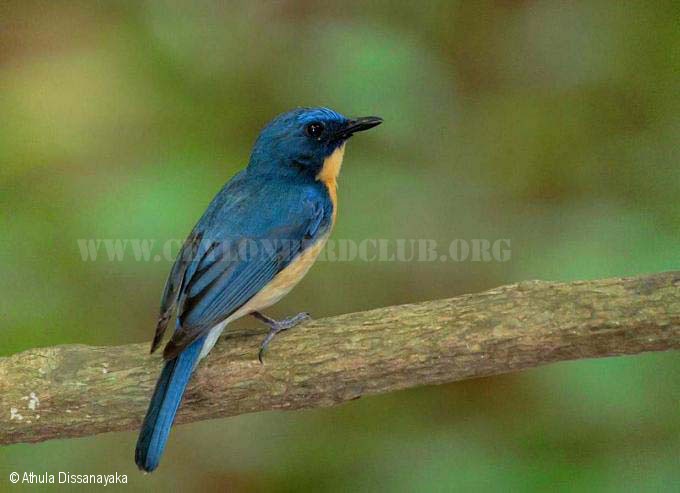 Pretty Orange-breasted blue flycatcher
