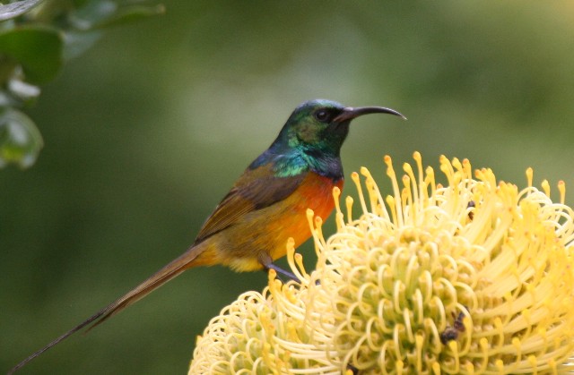 Pretty Orange-breasted sunbird