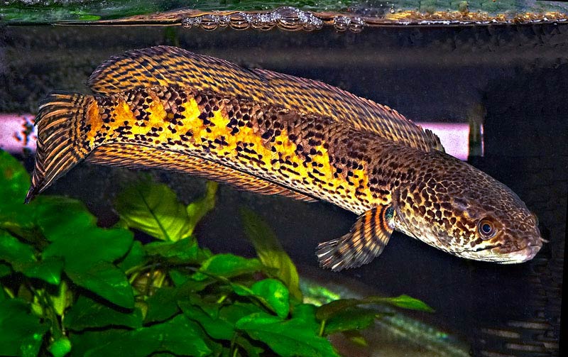 Pretty Orange-spotted snakehead