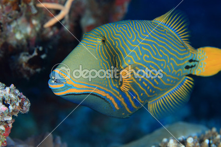 Pretty Orange-striped triggerfish