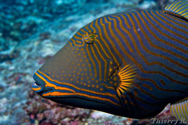 Pretty Orange-striped triggerfish