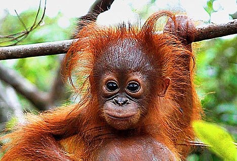 Pretty Orangutan