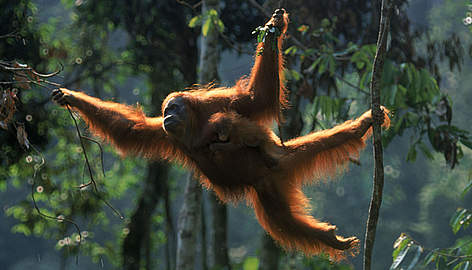 Wallpaper Orangutan