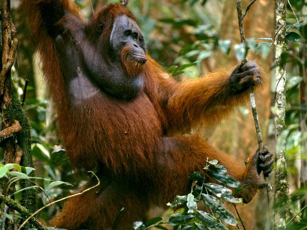 Photo Orangutan