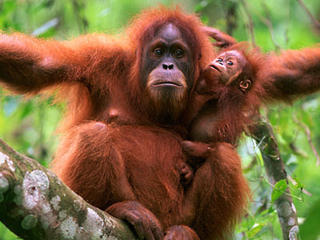 Orangutan photo 