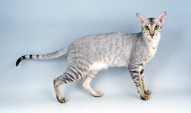 Pretty Oriental Cat - Cat Breed