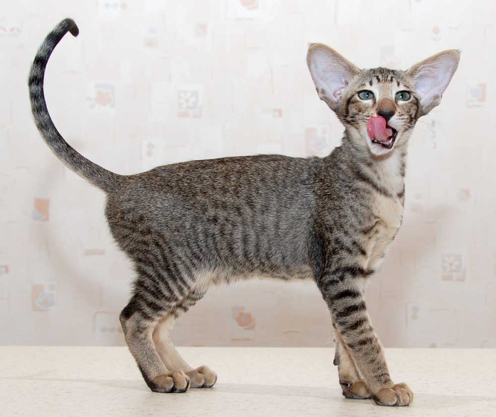 Wallpaper Oriental Cat - Cat Breed
