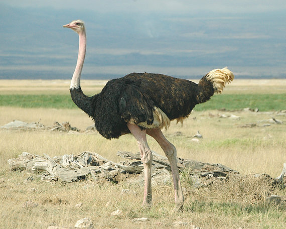Cool Ostrich