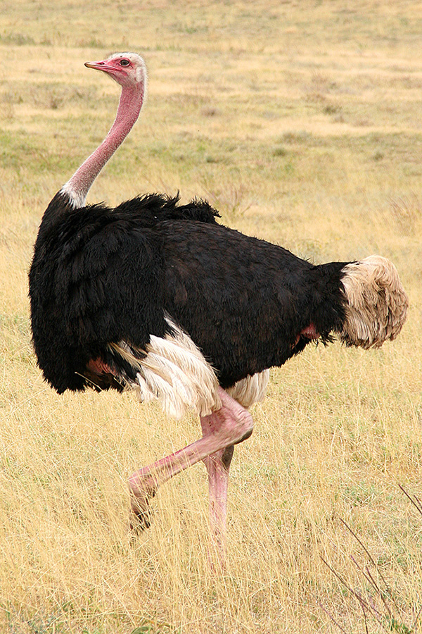 Wallpaper Ostrich