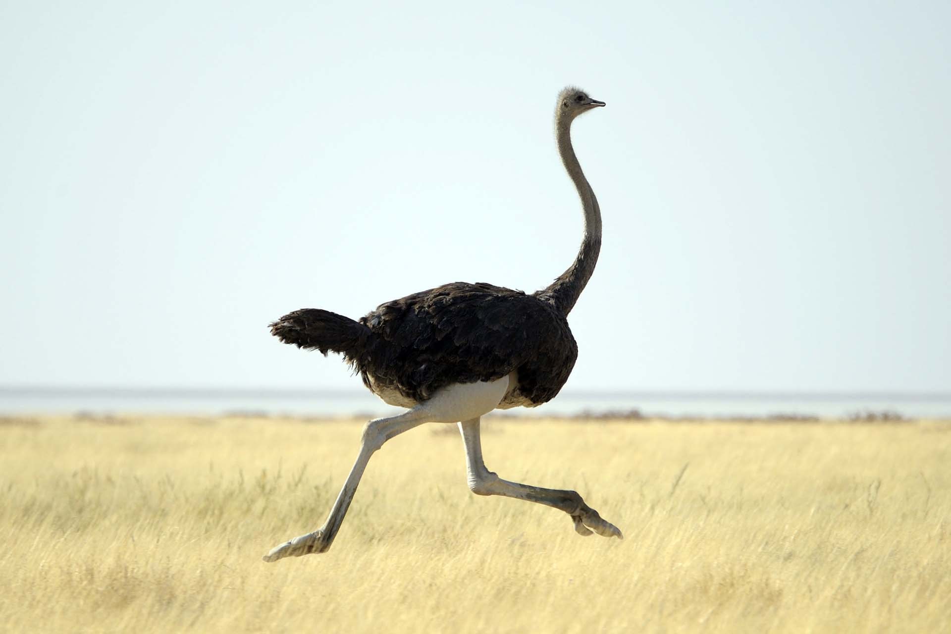 Photo Ostrich
