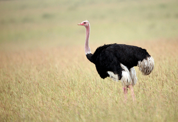 Ostrich photo 