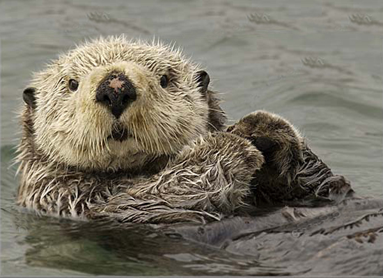 Cute Otter