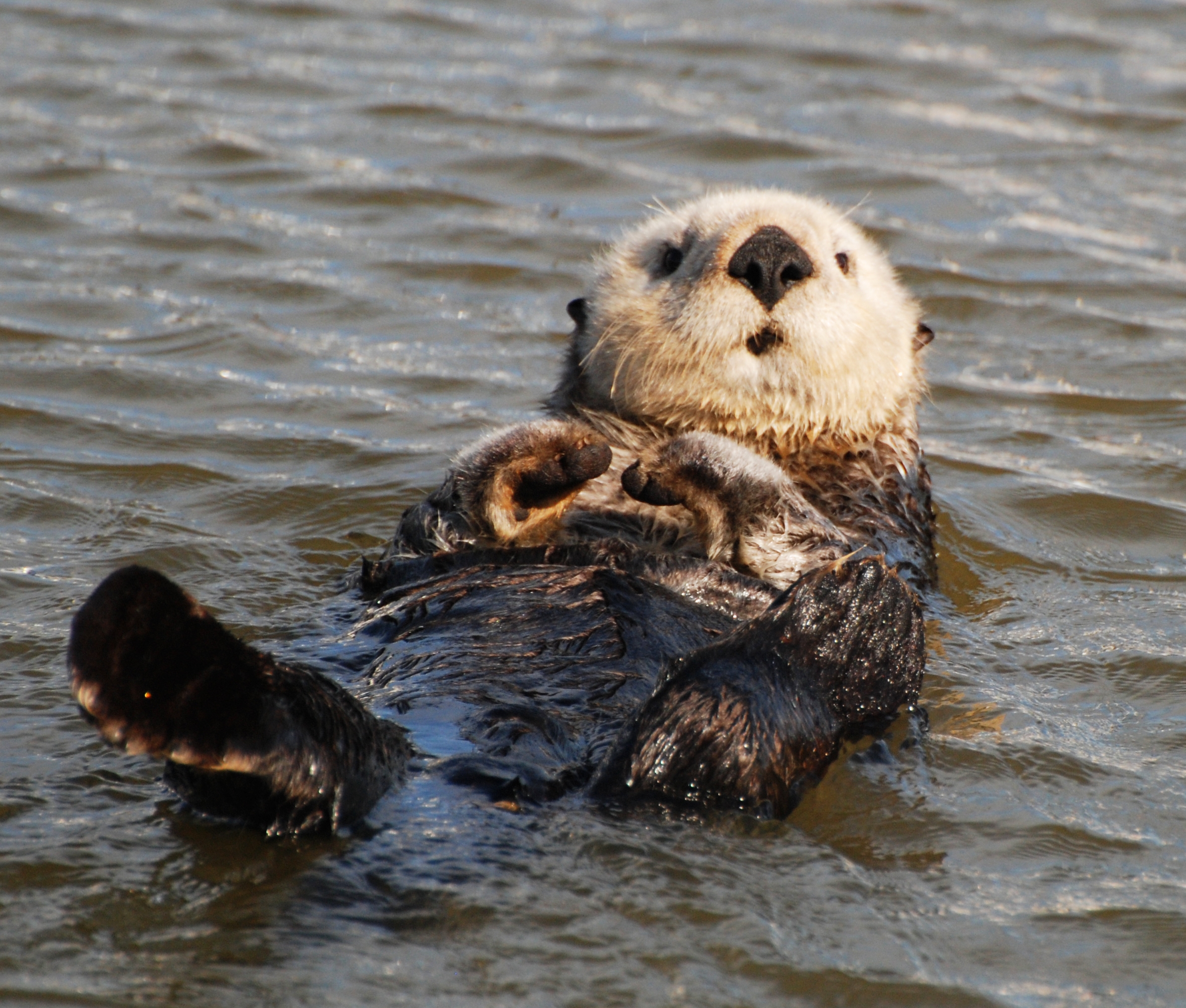 Wallpaper Otter