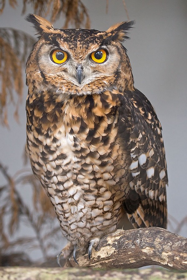 Cool Owl