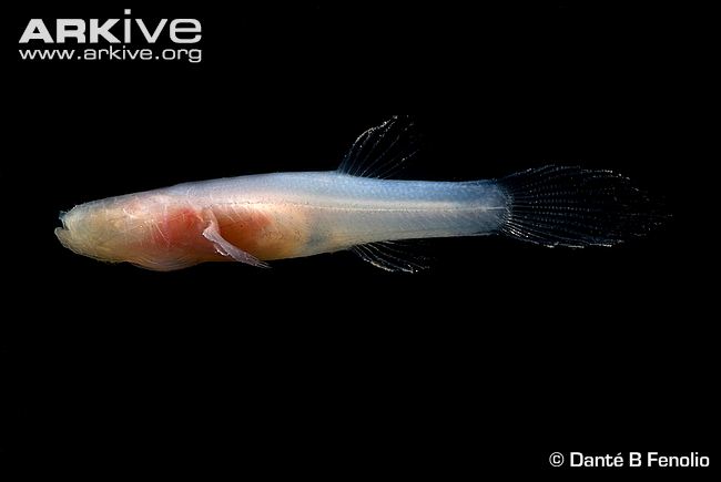 Pretty Ozark cavefish