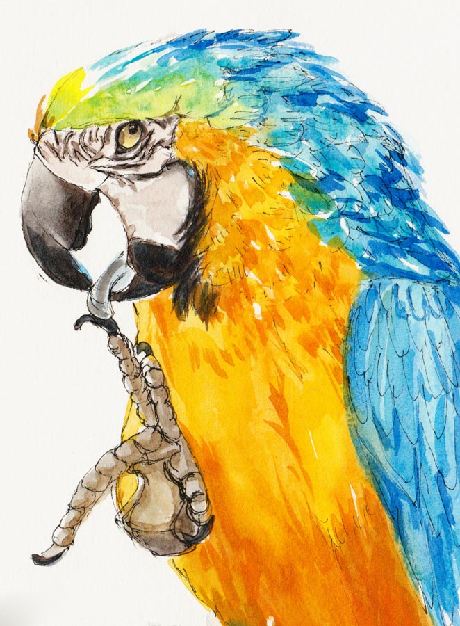 Painted parrot