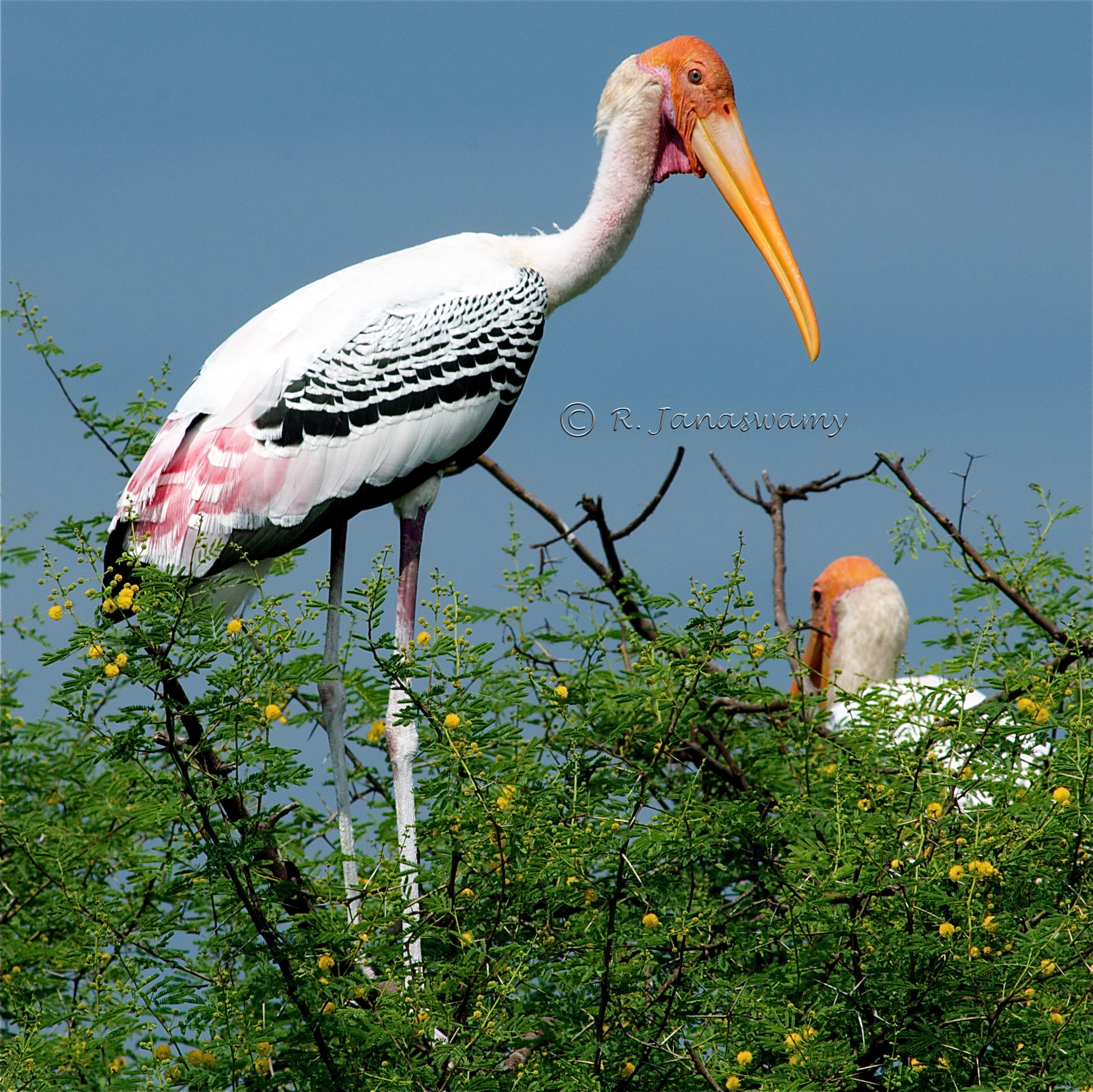 Pretty Painted stork