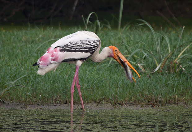 Pretty Painted stork
