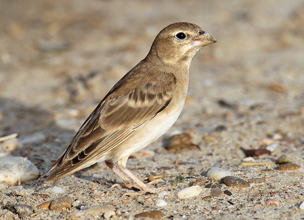 Pretty Pale rock sparrow