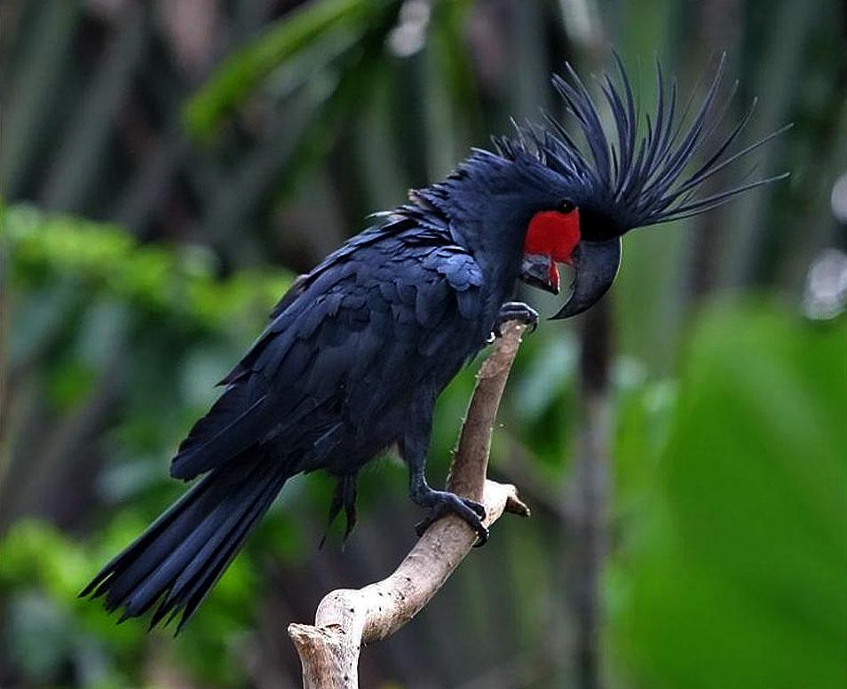 Pretty Palm cockatoo