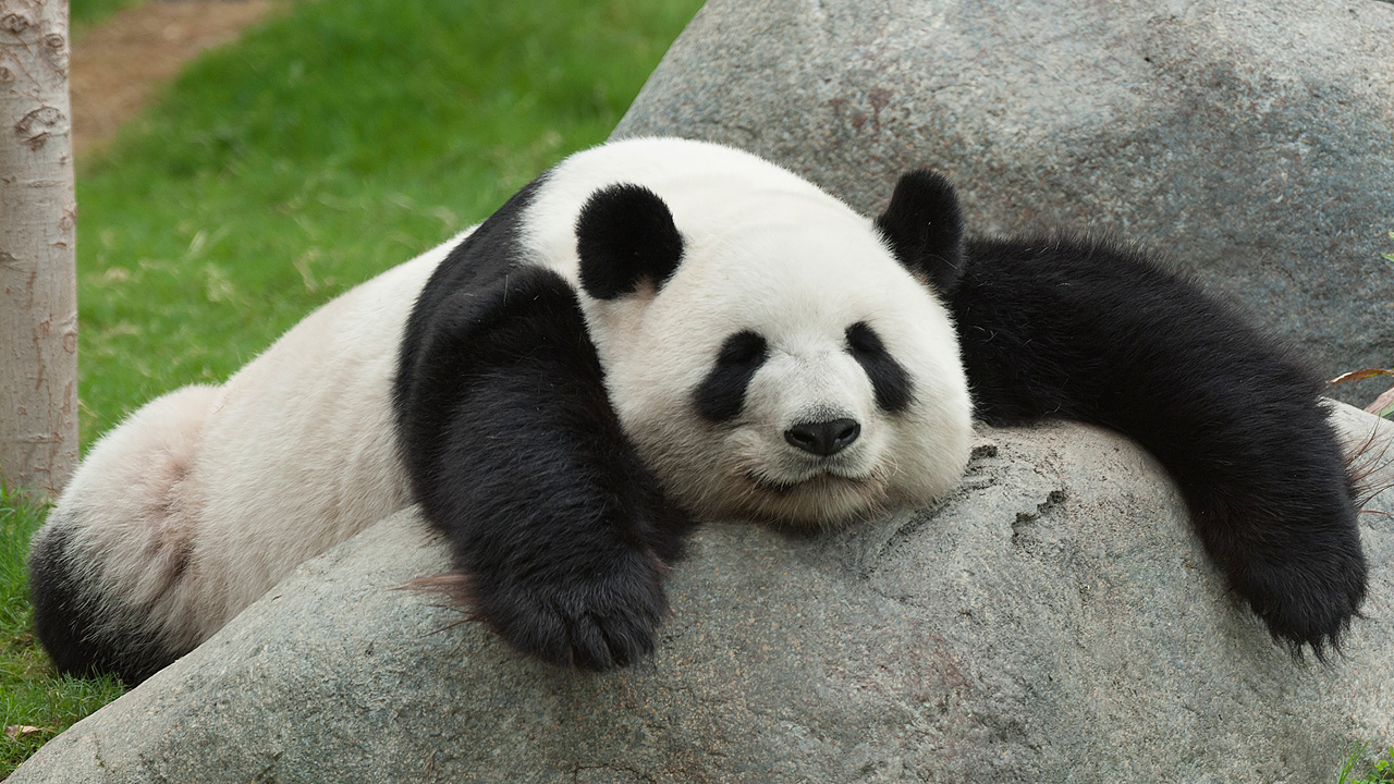 Panda photo 