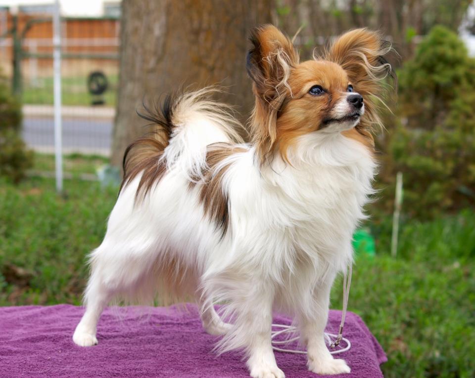 Cool Papillon - Dog Breed