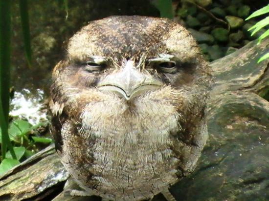 Pretty Papuan frogmouth