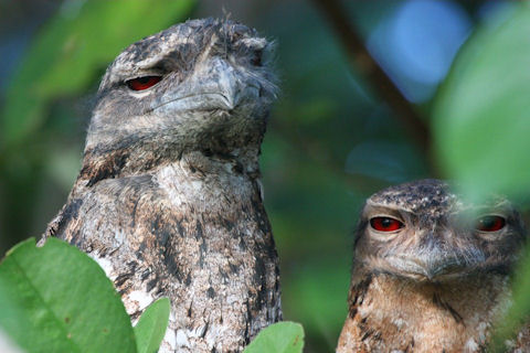 Pretty Papuan frogmouth