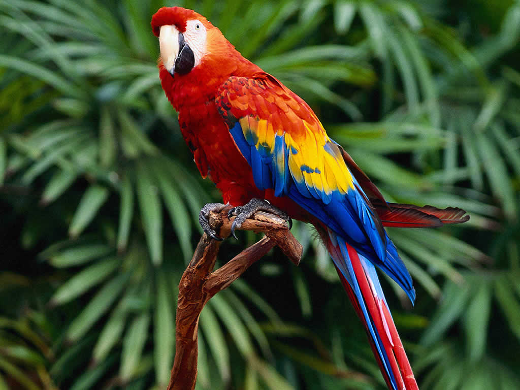Wallpaper Parrot
