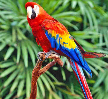 Parrot photo 