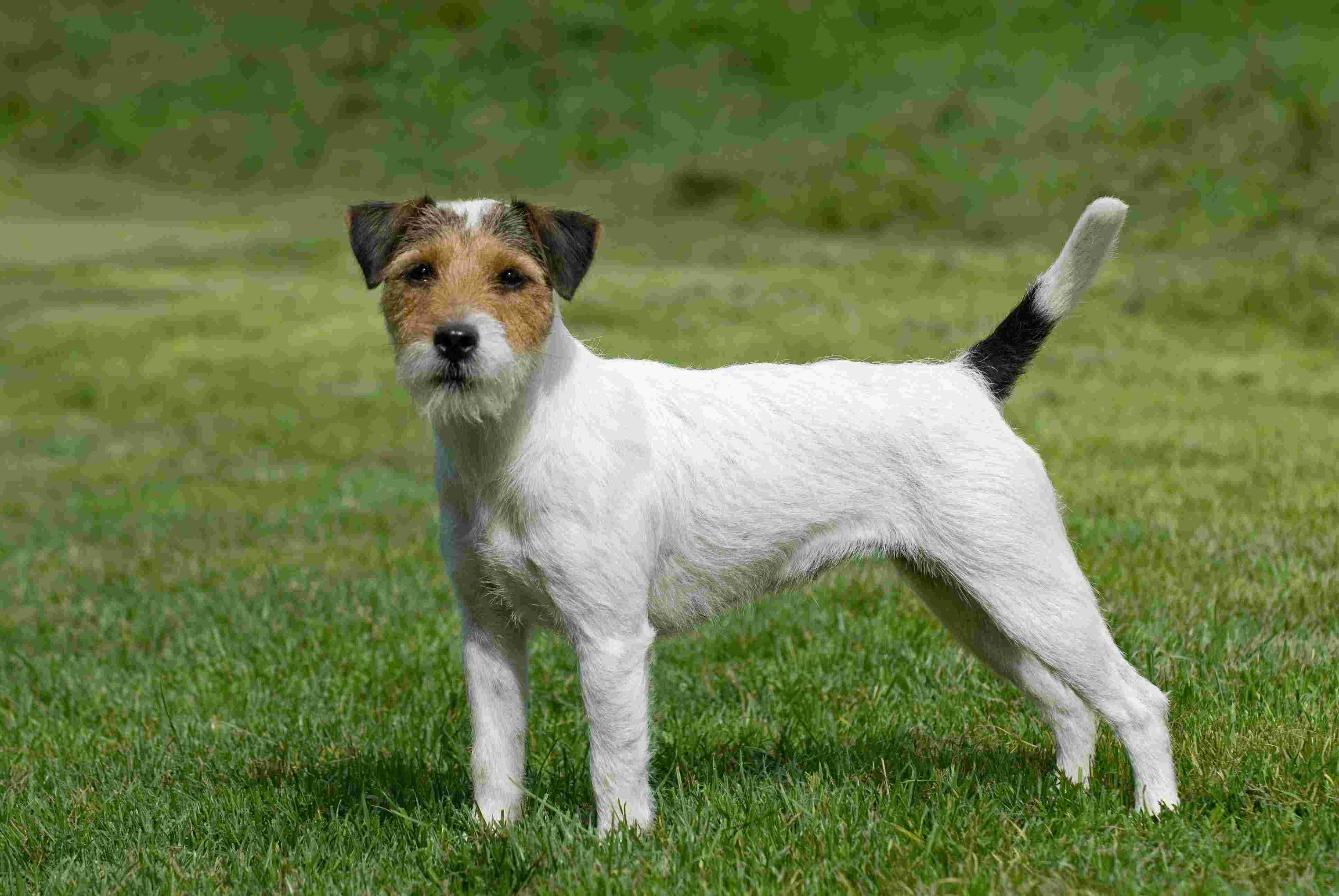 Nice Parson Russell Terrier - Dog Breed