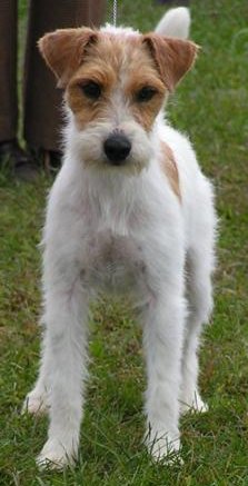 Cool Parson Russell Terrier - Dog Breed