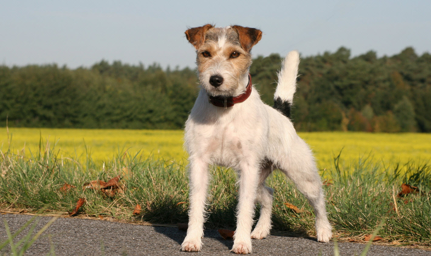 Cute Parson Russell Terrier - Dog Breed