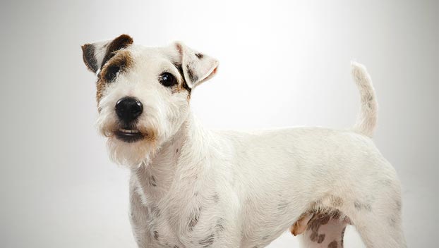 Photo Parson Russell Terrier - Dog Breed