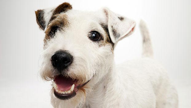 Parson Russell Terrier - Dog Breed photo 