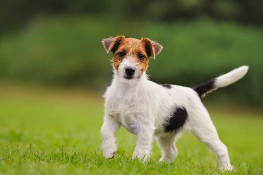 Parson Russell Terrier - Dog Breed wallpaper