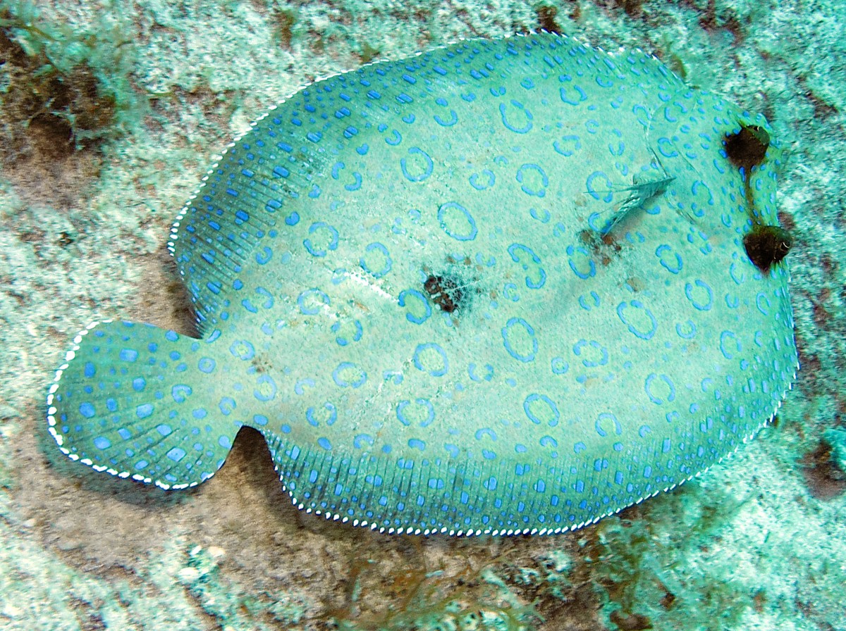 Pretty Peacock flounder