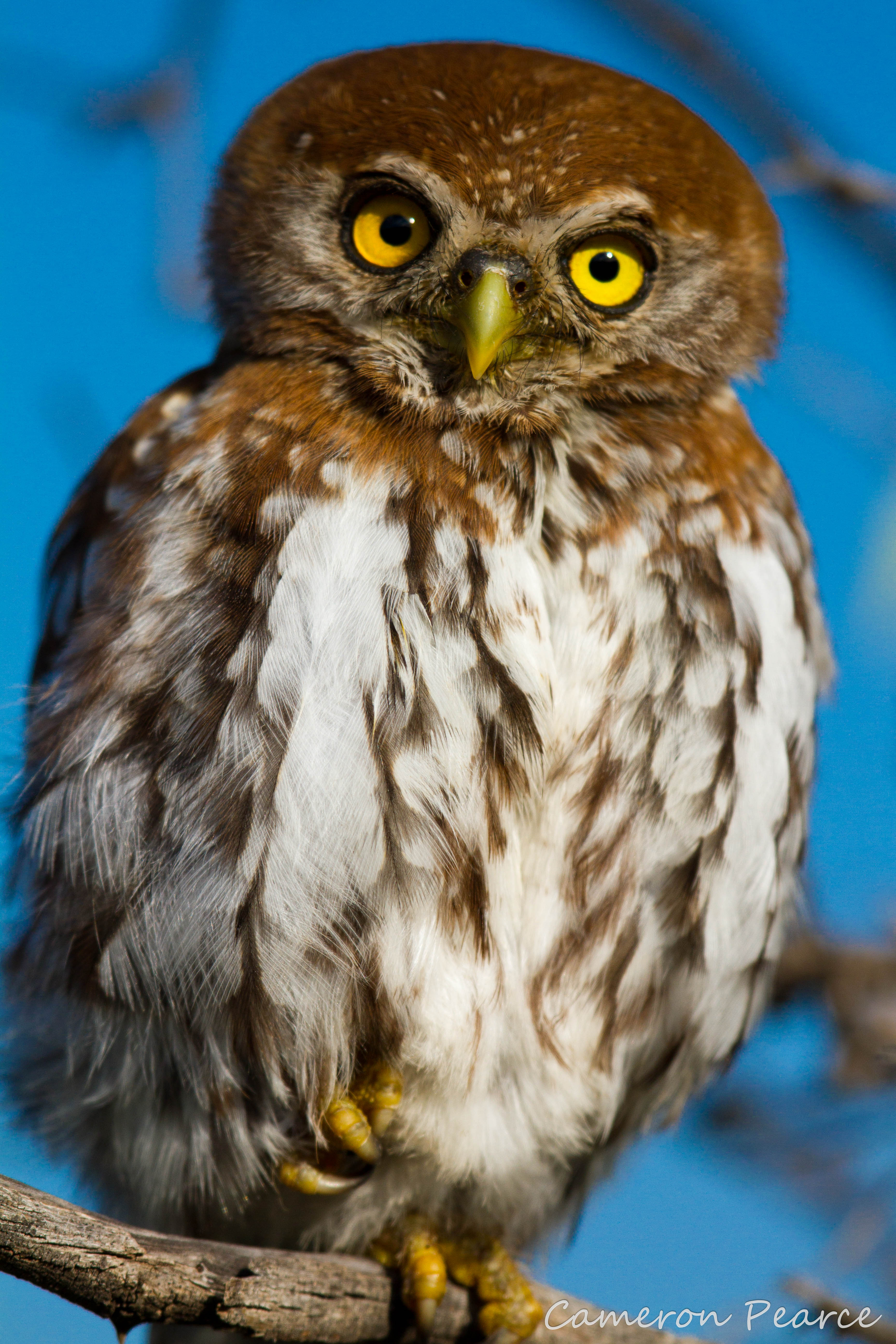 Pretty Pearl-spotted owlet