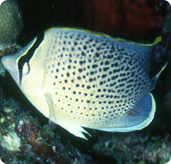 Pebbled butterflyfish