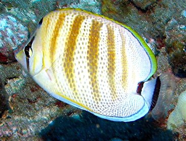 Pretty Pebbled butterflyfish