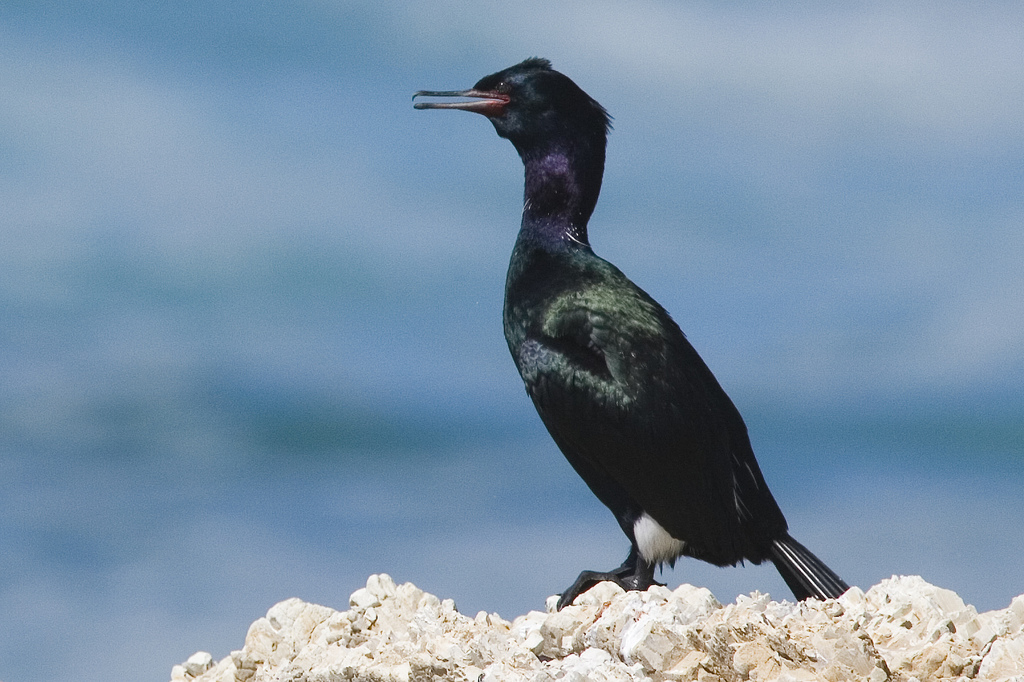 Pelagic cormorant