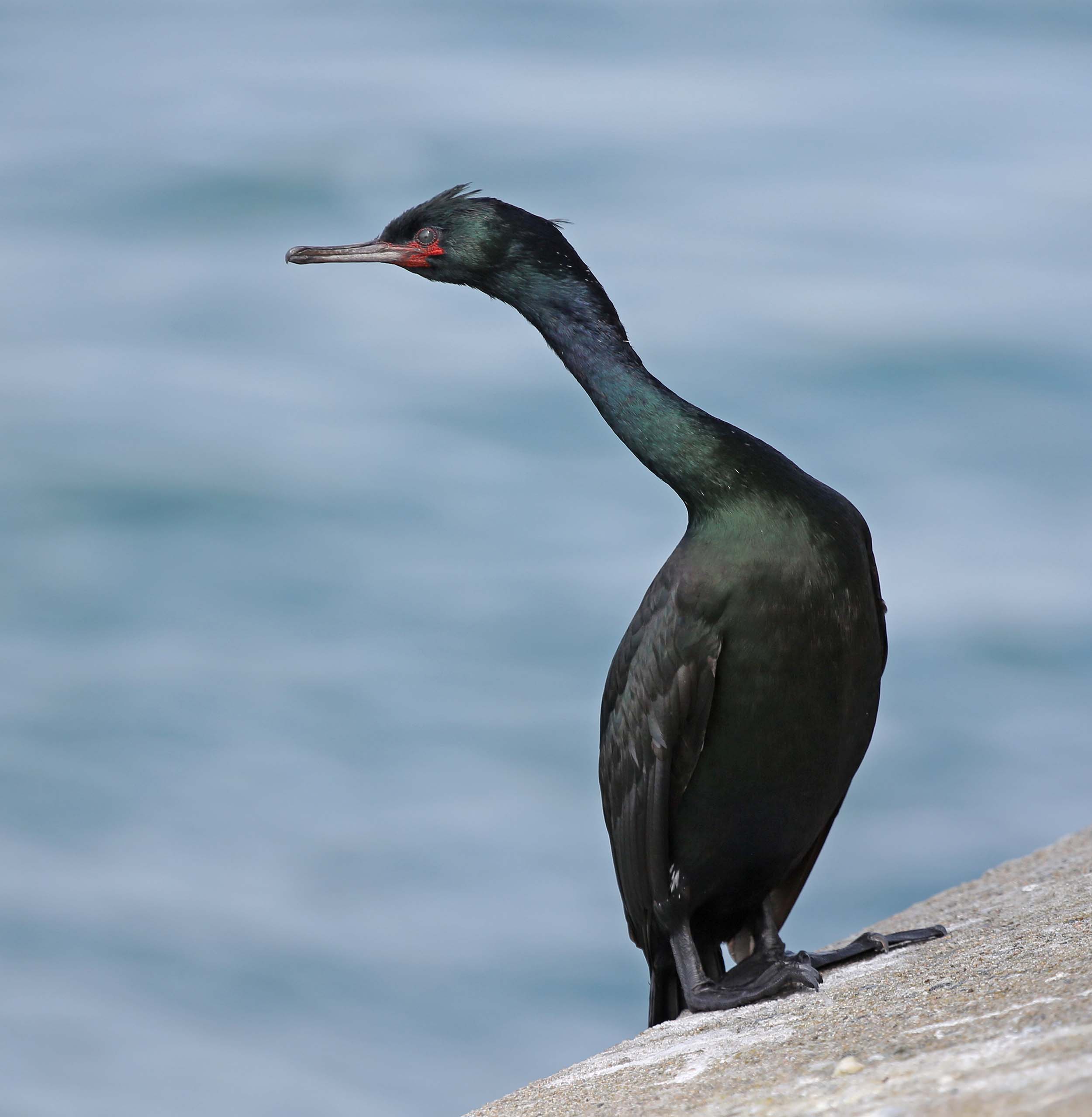 Pretty Pelagic cormorant