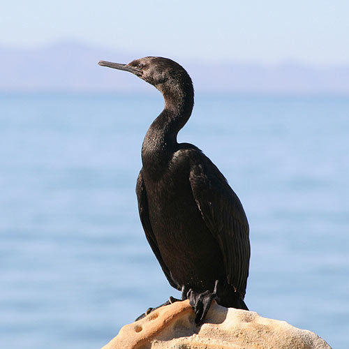 Pretty Pelagic cormorant